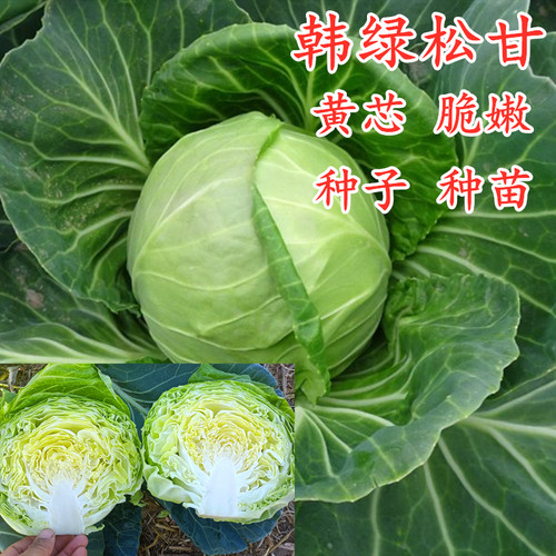 脆嫩黄芯甘蓝种子甘蓝苗