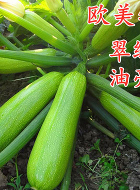 抗病毒高产翠绿油亮西葫芦种子
