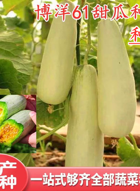 甜瓜种籽薄皮香瓜种子羊角蜜羊角酥脆甜白皮果肉黄绿色包邮博洋61