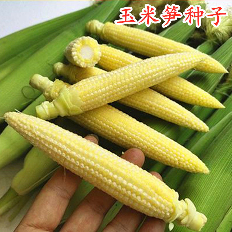 甜玉米笋种子小玉米芯仔种籽特色蔬菜迷你玉米笋水果玉米高产包邮