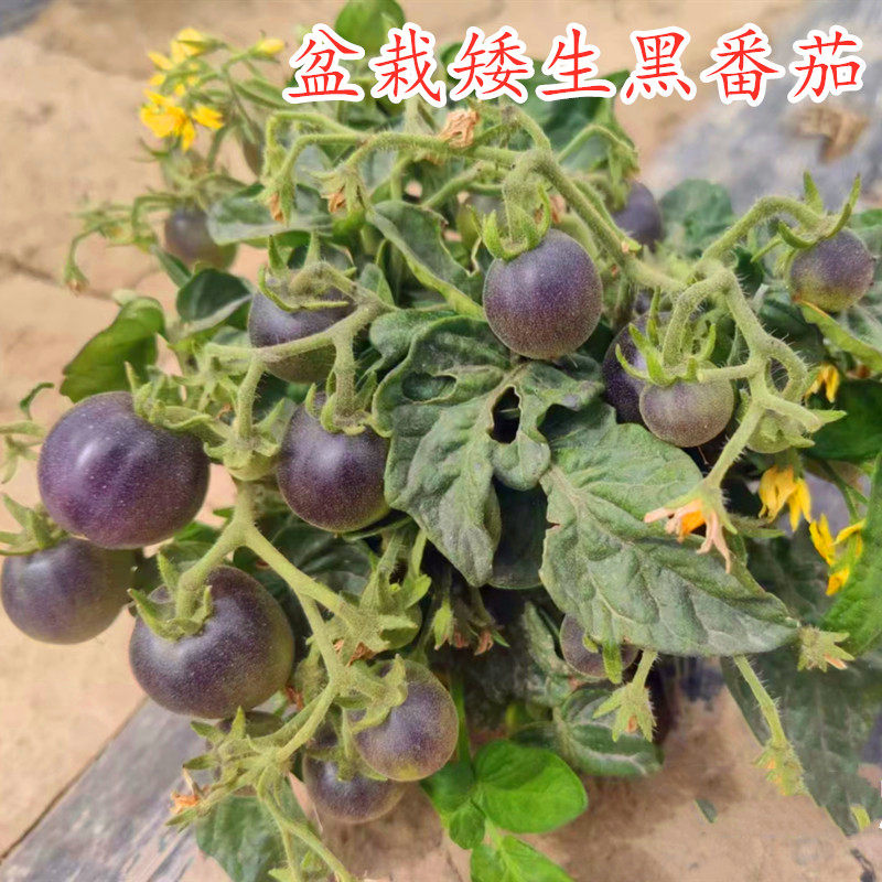 矮生四季盆栽黑番茄种子