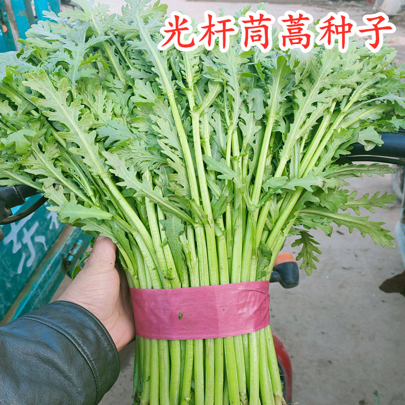 光杆茼蒿种籽皇帝菜种子