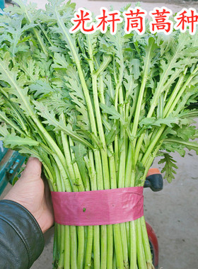 光杆茼蒿种子皇帝菜种籽无纤维青菜叶菜四季蔬菜种子阳台庭院包邮