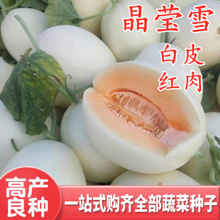 包邮 晶莹雪 水果糖度高 甜瓜种子白皮红肉甜瓜种籽红肉翠梨香瓜四季