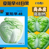 包邮 夏阳早白菜种子耐热高产黄心芯大白菜种籽夏秋蔬菜四季 抗病