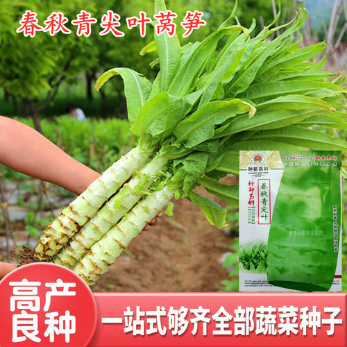 春秋青尖叶莴笋种子高产莴苣种籽香笋青皮青肉耐寒耐热耐抽薹包邮