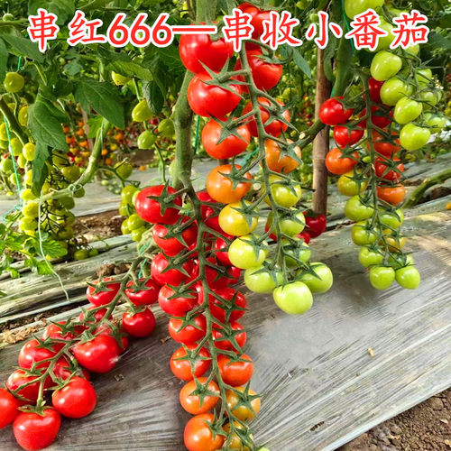 特色串收樱桃番茄种子