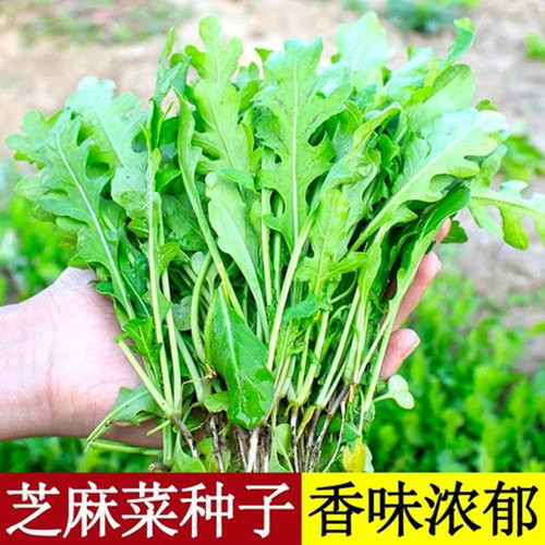 芝麻菜种子意大利香苦辣小叶小青菜火箭菜种籽四季蔬菜阳台庭院