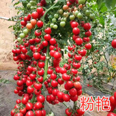 樱桃番茄种子圆形圣女果种籽改良粉贝贝番茄苗四季 蔬菜秧苗子粉艳
