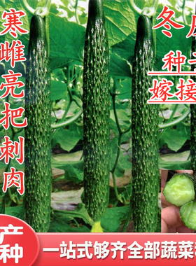 黄瓜种子嫁接黄瓜苗高产油亮水黄瓜种籽强雌瓜码密耐寒好绿肉冬威