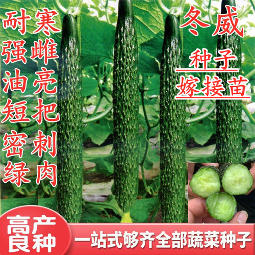 黄瓜种子嫁接黄瓜苗高产油亮水黄瓜种籽强雌瓜码密耐寒好绿肉冬威 - 封面