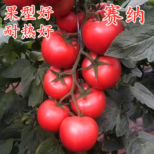 番茄种子抗病毒耐热西红柿种籽