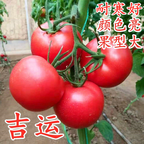 粉红大果抗病毒好吃包邮番茄种子