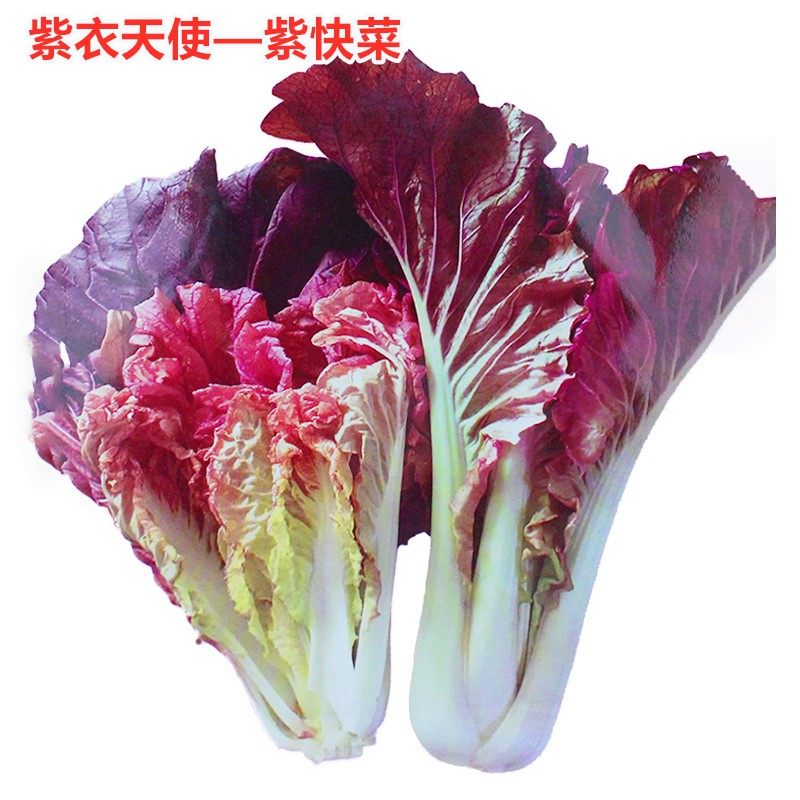 紫色快菜种子紫红色快菜种籽特色蔬菜小青菜白菜口感好高产包邮,农用物资,蔬菜种子/种苗,淘宝优惠券,粉丝福利购,淘宝优惠卷