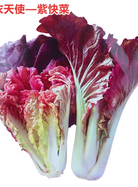 紫色快菜种子紫红色快菜种籽特色蔬菜小青菜白菜口感好高产包邮