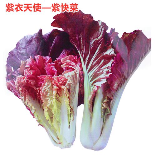紫红色种籽口感好高产包邮快菜