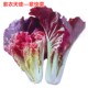 紫色快菜种子紫红色快菜种籽特色蔬菜小青菜白菜口感好高产 包邮