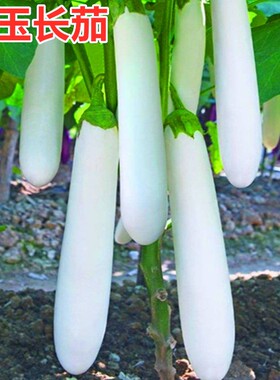 白色长茄种子白茄子种籽雪白茄子四季蔬菜庭院阳台高产包邮白玉