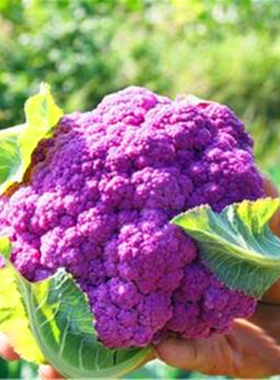 紫色花菜种子特色紫色菜花种籽花椰菜种籽稀有蔬菜品种高产包邮