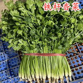包邮 铁杆香菜种子芫荽种籽四季 蔬菜种子高产抗病大面积种植庭院