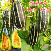 博盛9号甜瓜种子薄皮香瓜种籽博洋甜瓜种子花皮甜瓜早熟脆甜 包邮
