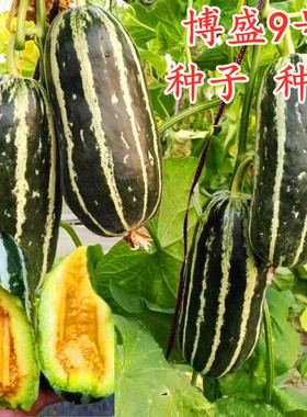博盛9号甜瓜种子薄皮香瓜种籽博洋甜瓜种子花皮甜瓜早熟脆甜包邮