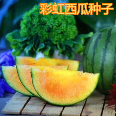 彩虹西瓜种子特色迷你小西瓜种籽礼品香瓜甜度高包邮彩虹瓜之宝