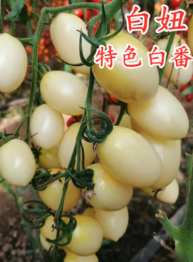 特色白色小番茄种子千禧圣女果种籽彩色番茄甜度高产四季蔬菜白妞