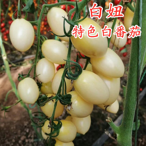特色白色小番茄种子圣女果甜度高