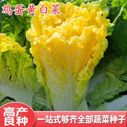 种籽红心鸭蛋黄早熟四季包邮白菜
