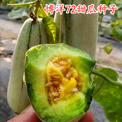 博洋72高产甜瓜香瓜种子