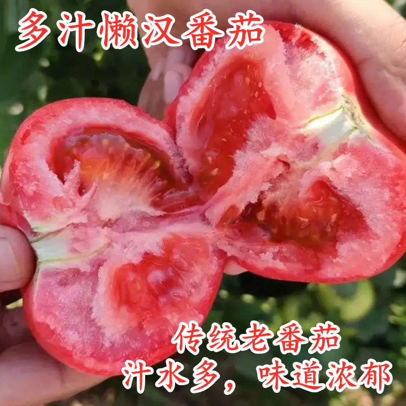 多汁懒汉番茄种子毛粉沙瓤西红柿种籽水果蔬菜种子种苗高产四季