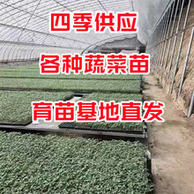 番茄西红柿辣椒苦瓜甘蓝花菜圣女果嫁接黄瓜茄子苗子种苗蔬菜苗