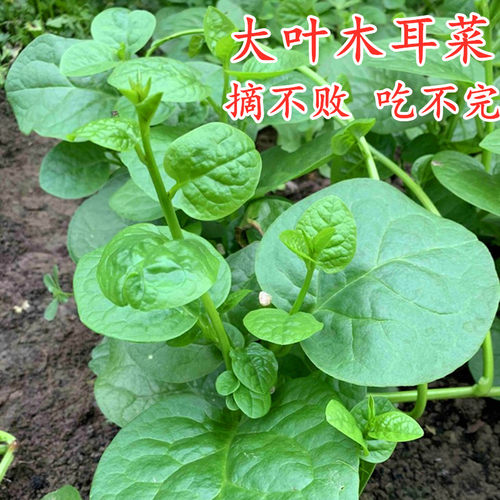 摘不败大叶木耳菜种子