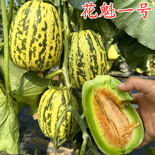 花魁一号花皮甜瓜种籽十里香八里香礼品香瓜种籽四季瓜果蔬菜种籽