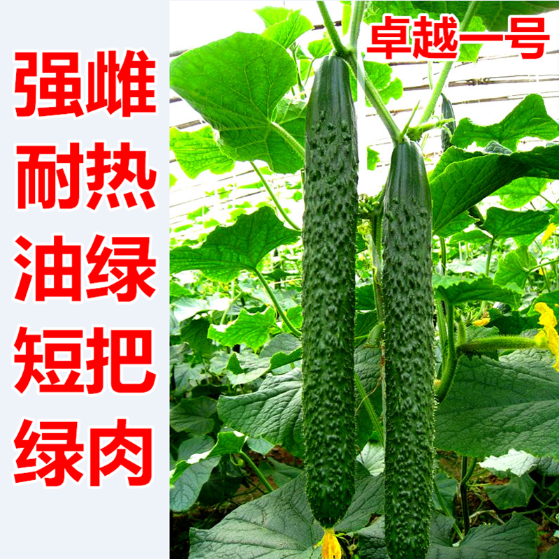 黄瓜种子强雌耐热水黄瓜种籽青瓜油亮绿瓤短把高产抗病卓越一号