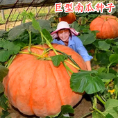 超级巨型南瓜种子巨无霸板栗南瓜种籽特色观赏蔬菜阳台庭院 包邮