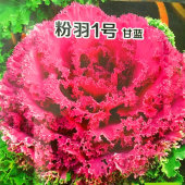 观赏食用 粉羽一号 四季 阳台 粉色羽衣甘蓝种子 包邮 粉红羽衣甘蓝