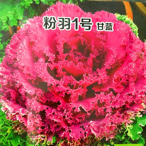 粉色羽衣甘蓝种子 粉红羽衣甘蓝 粉羽一号 观赏食用 四季阳台包邮