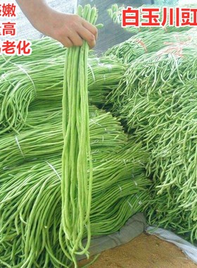 豇豆种子高产豆角种籽白绿色长豆角顺直荚长抗高温低温包邮白玉川