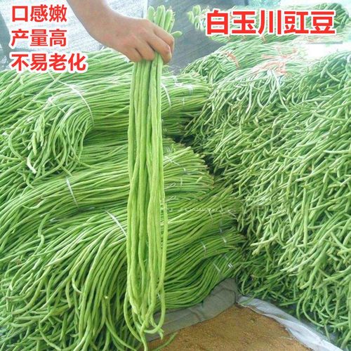 高产白绿色顺直低温包邮豇豆种子