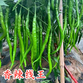 线椒种子辣椒苗高产辣椒种籽尖椒青红两用薄皮软皮高产香辣线王