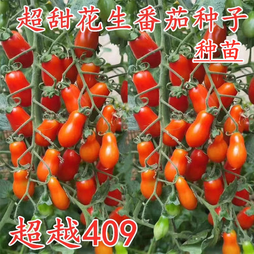 超甜花生番茄409樱桃番茄种子