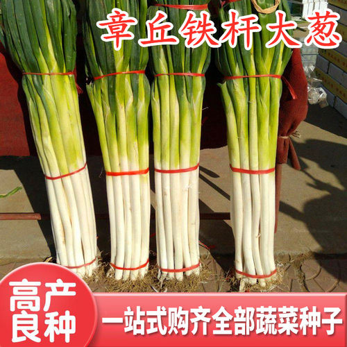 章丘山东铁杆抗病包邮大葱种子