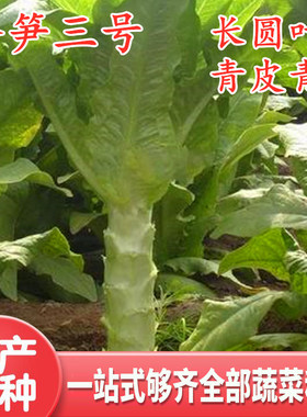 三号圆叶青皮早熟包邮莴笋种子