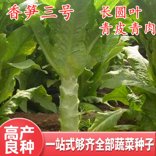 香笋三号莴笋种子莴苣种籽长圆叶青皮青肉四季蔬菜早熟高产包邮 - 封面