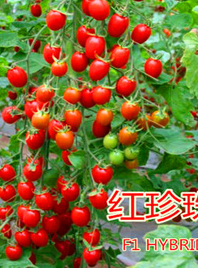 樱桃番茄种子特色红色圣女果种籽小樱桃番茄四季蔬菜种籽红珍珠