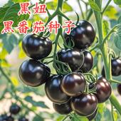 黑番茄种子瀑布番茄黑珍珠小番茄小西红柿种籽盆栽圣女果水果黑妞