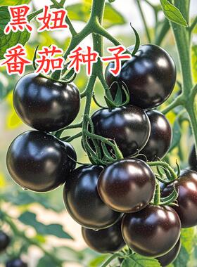 黑番茄种子瀑布番茄黑珍珠小番茄小西红柿种籽盆栽圣女果水果黑妞