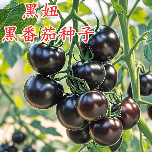 黑番茄种子瀑布番茄黑珍珠小番茄小西红柿种籽盆栽圣女果水果黑妞